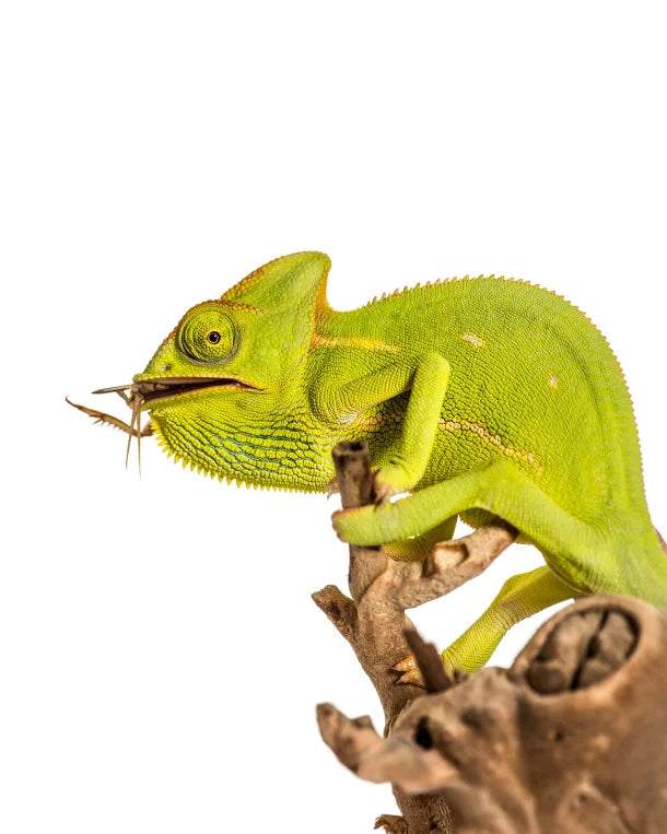 Futtertiere