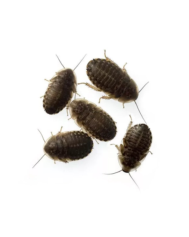 Reptiking Argentinische Waldschaben (Blaptica dubia) in Zuchtbox