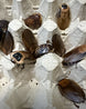 Lebende Argentinische Waldschaben (Blaptica dubia) als Reptilienfutter von Reptiking