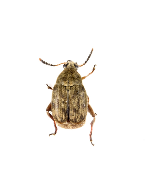 Bohnenkäfer (Bruchus quadrimaculatus) als Zuchtansatz in einer 500-ml-Dose für die Terraristik.