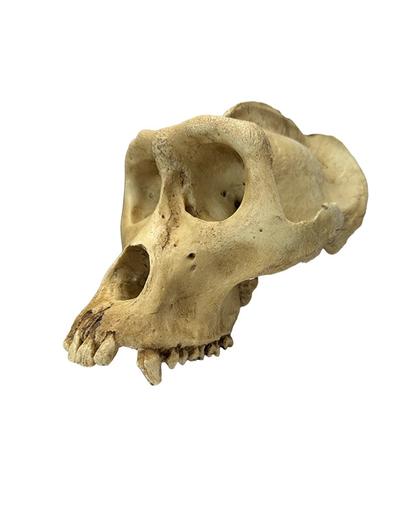 SWISSskulls Gorilla-Schädel als Terrariendekoration im Jungle-Style kaufen bei Reptiking.