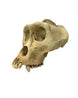 SWISSskulls Gorilla-Schädel als Terrariendekoration im Jungle-Style kaufen bei Reptiking.