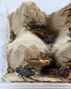 Mittelmeergrillen adult (Gryllus bimaculatus) als lebende Futterinsekten von Reptiking