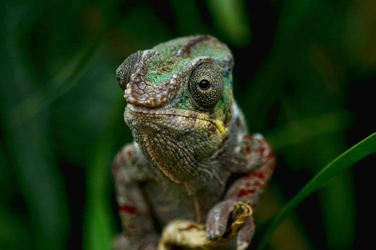Naturnahes Terrarium mit Reptilien und hochwertiger Terrarien-Dekoration von Reptiking