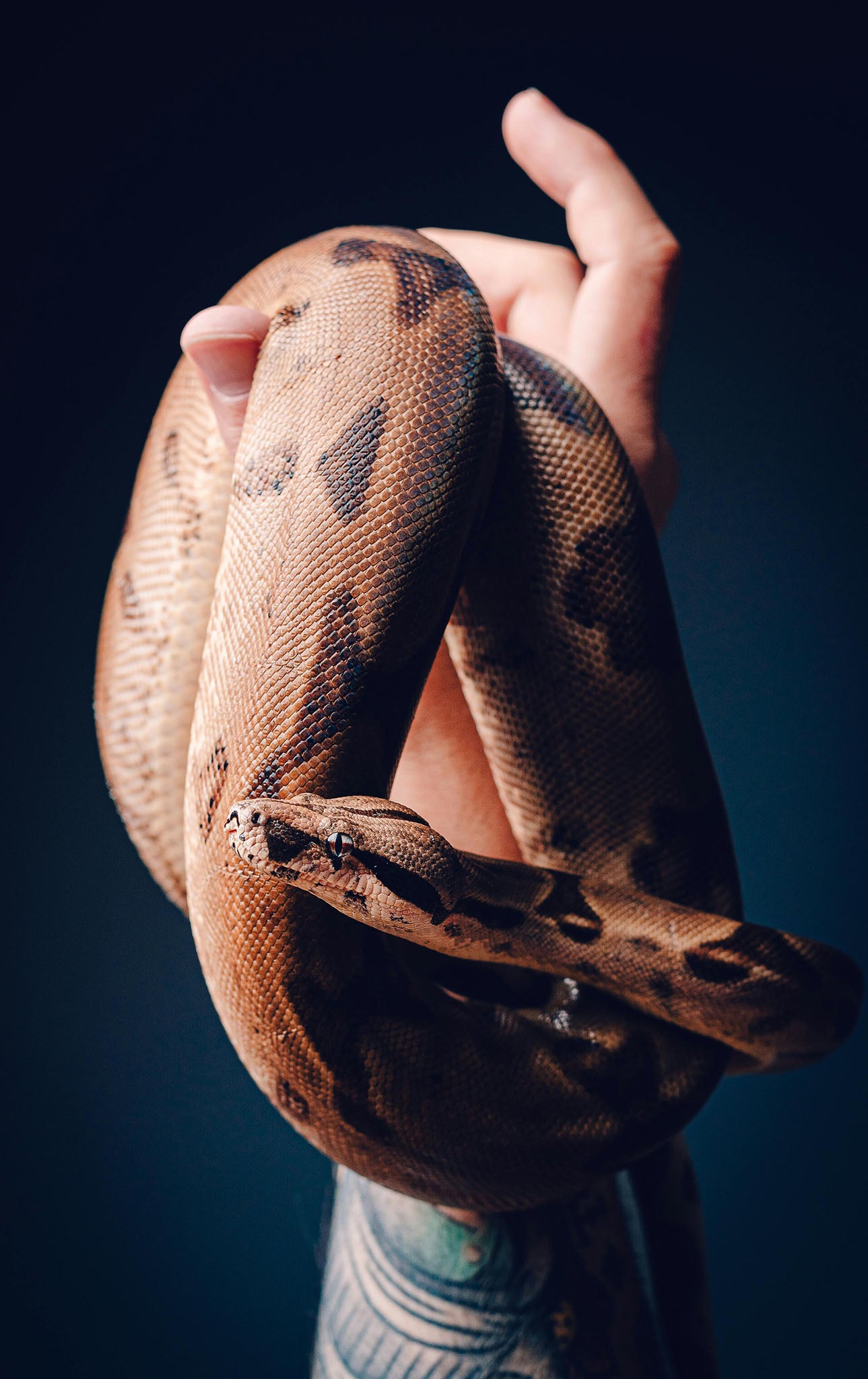 Schlange in artgerechter Terraristik-Umgebung im Reptiliengeschäft Reptiking