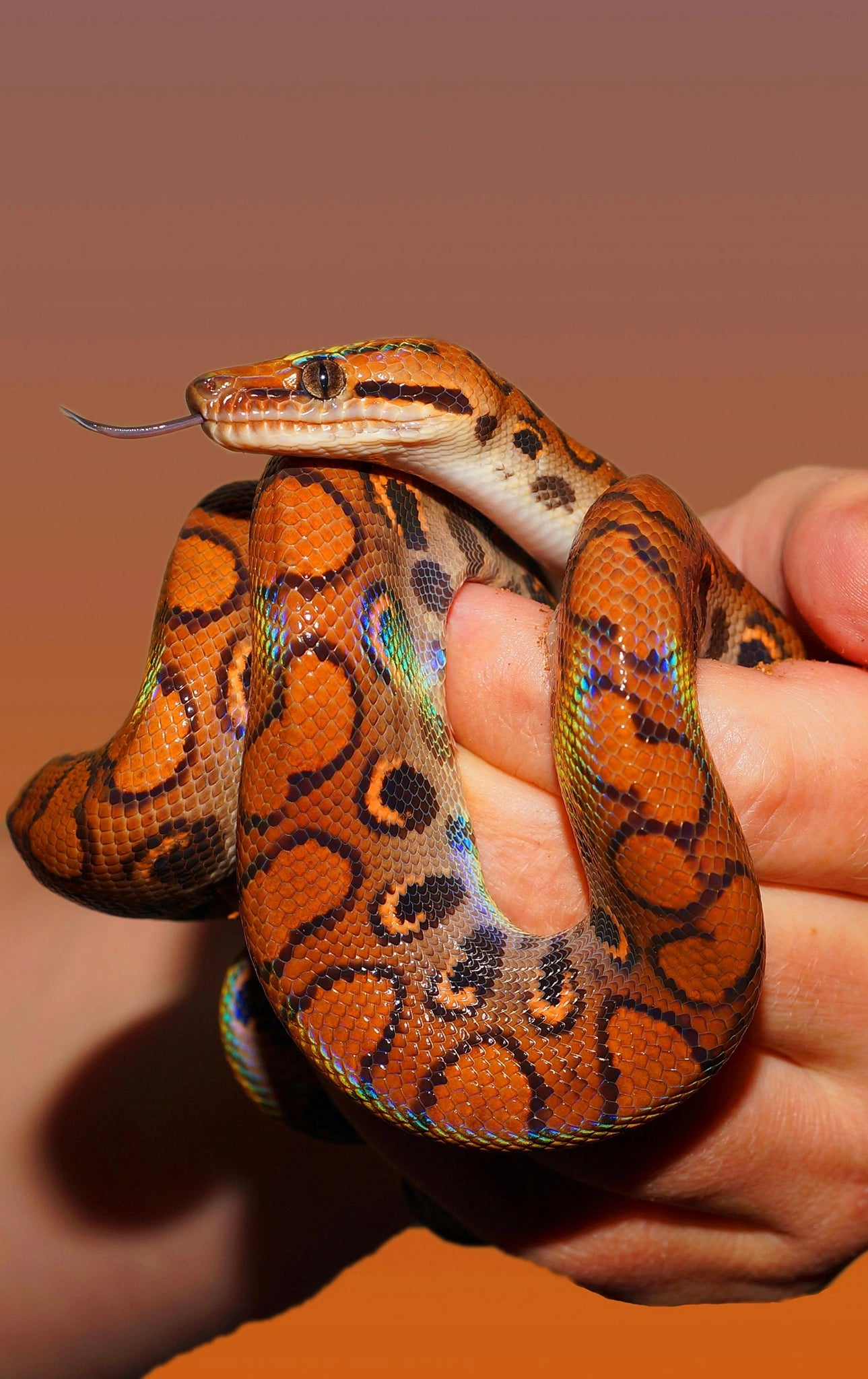 Reptilien-Shop mit Terraristik-Zubehör und naturnaher Einrichtung