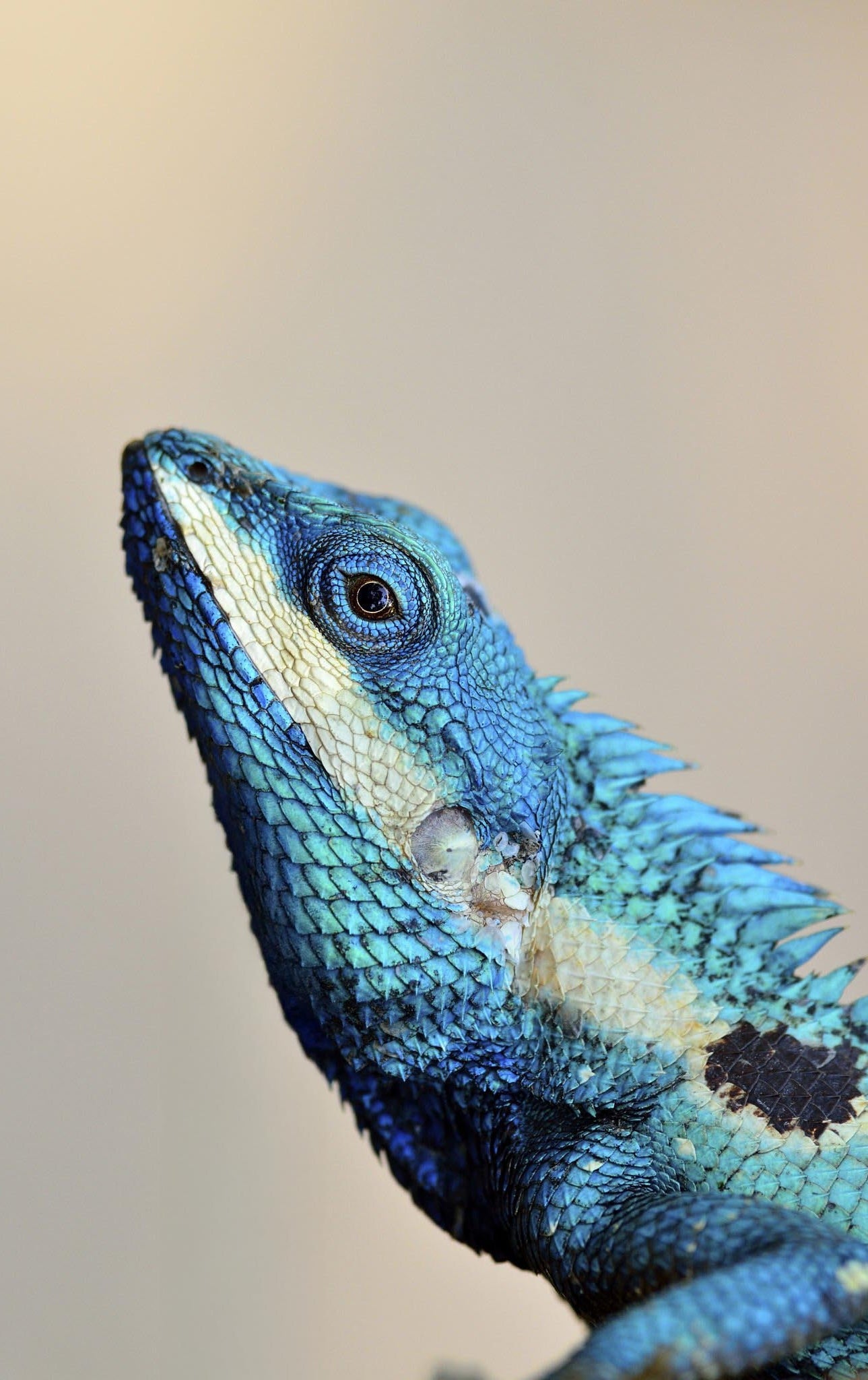 Reptiking Tierfutter-Abo für Echsen, Chamäleons, Reptilien und Amphibien – regelmäßige Lieferung von hochwertigem Lebendfutter