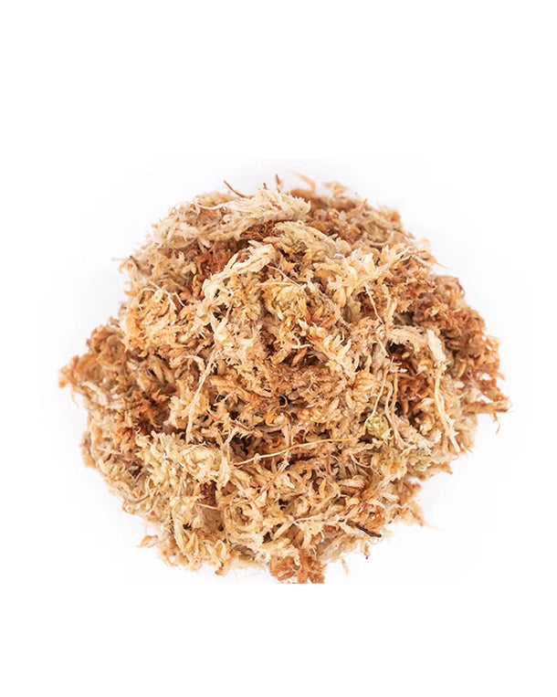 New Zealand Sphagnum Moos für Terrarien und Pflanzen im Glas