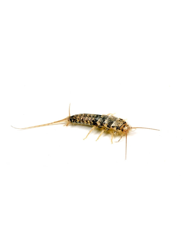 Lebende Ofenfischchen (Thermobia domestica) in einer 500-ml-Dose als Futterinsekten für Reptilien.