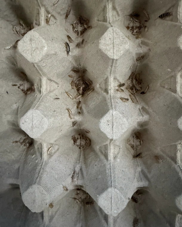 Detailansicht Ofenfischchen (Thermobia domestica) – nährstoffreiches Reptilienfutter