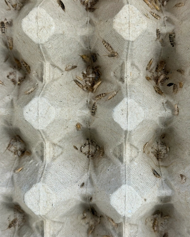Reptiking Futterinsekten: Ofenfischchen (Thermobia domestica) in natürlicher Umgebung