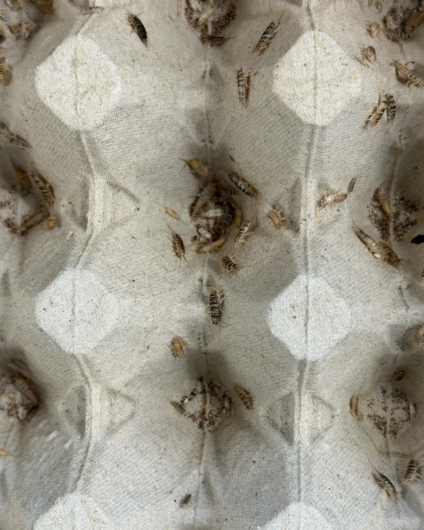 Lebende Ofenfischchen (Thermobia domestica) zur Fütterung von Reptilien und Amphibien