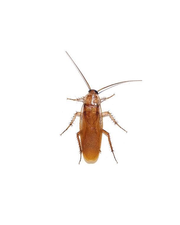 Reptiking Schokoschaben (Shelfordella lateralis) in Zucht- und Haltungsbox