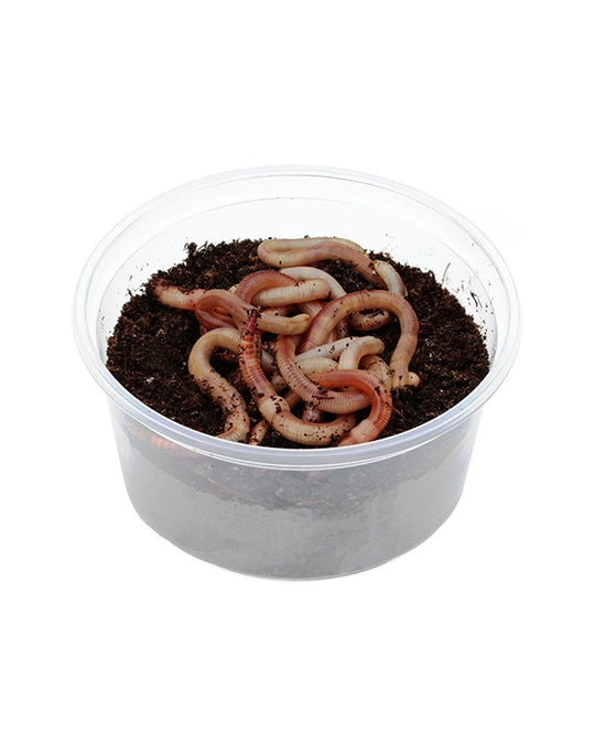 Lebende Tauwürmer (Lumbricus terrestris) als Futtertiere in einer Dose mit 10 Stück.