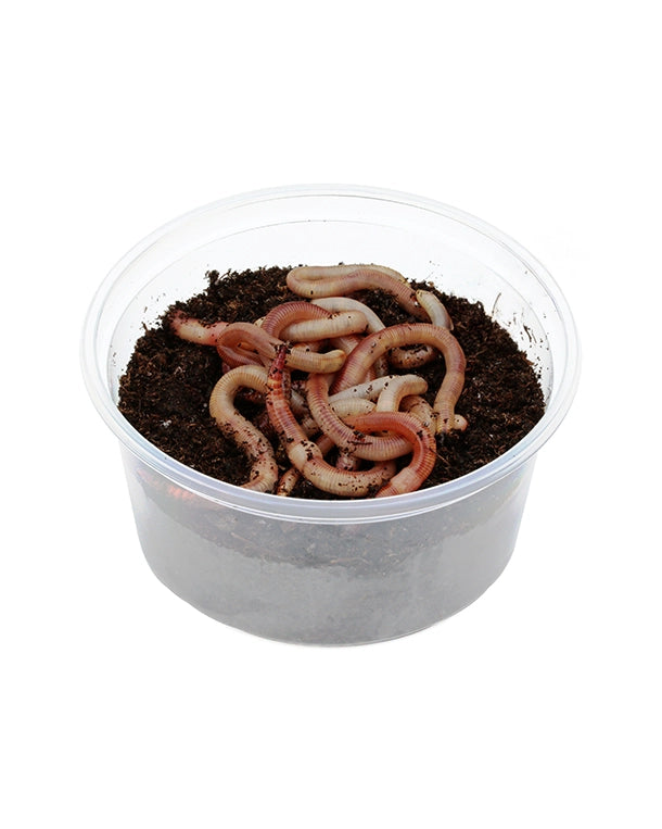 Lebende Tauwürmer (Lumbricus terrestris) als Futtertiere in einer Dose mit 10 Stück.