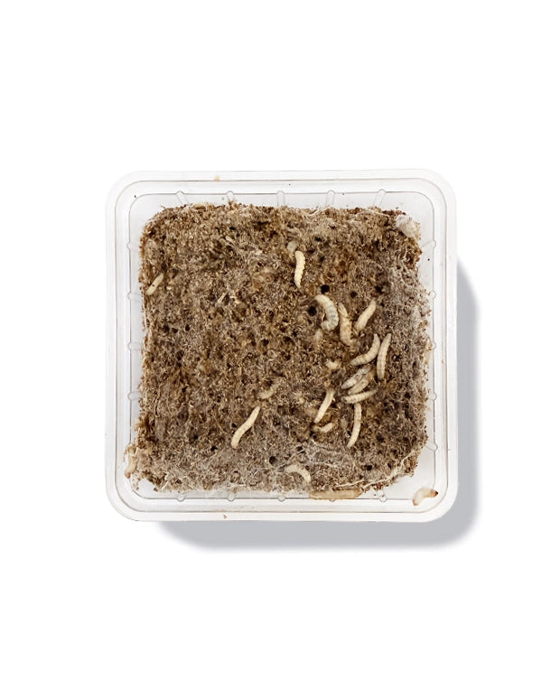 Reptiking Futterinsekten: Wachsmaden (Galleria mellonella) in natürlicher Umgebung