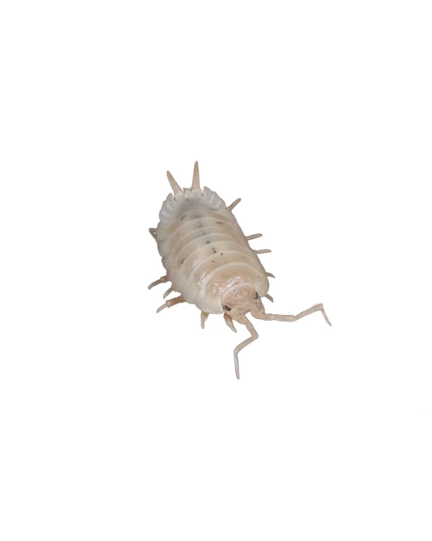 Reptiking Weiße Asseln (Trichorhina tomentosa) in Zucht- und Haltungsbox