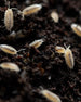 Detailansicht Weiße Assel (Trichorhina tomentosa) – ideales Futter für Terrarientiere