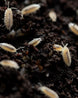 Detailansicht Weiße Assel (Trichorhina tomentosa) – ideales Futter für Terrarientiere